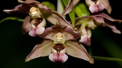 Flowers Plants Orchids