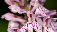 Flowers Plants Orchids