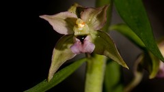 Flowers Plants Orchids