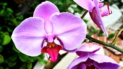 Flowers Plants Orchids