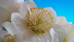 Flowers Plants paintings blue background white flowers
