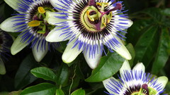 Flowers Plants passion flowers