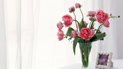 Flowers Plants peony