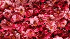 Flowers Plants pink flowers