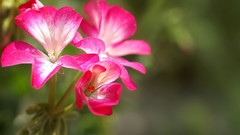 Flowers Plants pink flowers