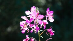 Flowers Plants pink flowers