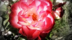 Flowers Plants pink flowers