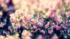 Flowers Plants pink flowers bokeh