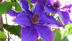 Flowers Plants purple flowers