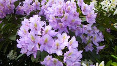 Flowers Plants purple flowers