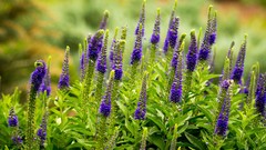 Flowers Plants purple flowers