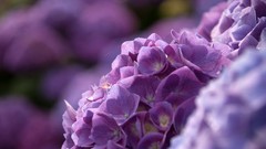 Flowers Plants purple flowers