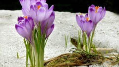 Flowers Plants purple flowers crocus