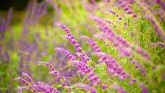 Flowers Plants purple flowers depth of field