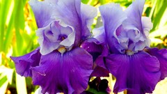 Flowers Plants purple flowers Irises