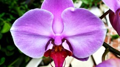 Flowers Plants purple flowers Orchids