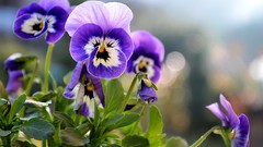Flowers Plants purple flowers pansies