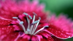 Flowers Plants red flowers