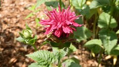 Flowers Plants red flowers