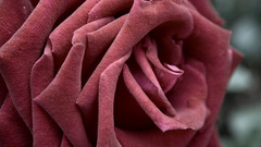 Flowers Plants roses