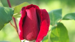 Flowers Plants roses nature