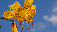 Flowers Plants Spotted Lilies