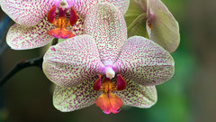 Flowers Plants Spotted Orchids