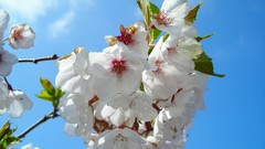 Flowers Plants spring