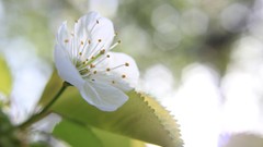 Flowers Plants spring sunny colors white flowers bokeh pale 