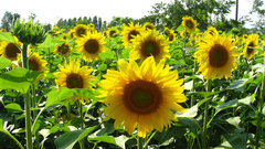 Flowers Plants Sunflowers