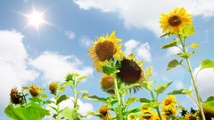Flowers Plants Sunflowers nature