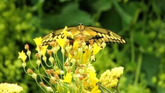Flowers Plants Swallowtail