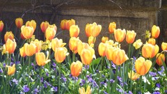 Flowers Plants tulips