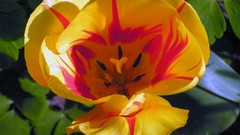 Flowers Plants tulips