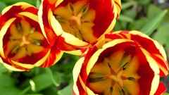 Flowers Plants tulips