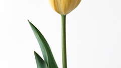 Flowers Plants tulips