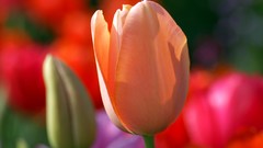 Flowers Plants tulips