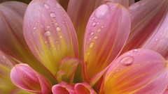 Flowers Plants water drops