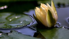 Flowers Plants Water Lilies lily pads