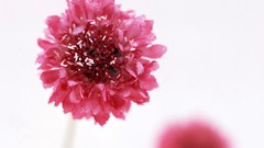 Flowers Plants white background