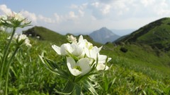 Flowers Plants white flowers