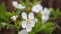Flowers Plants white flowers