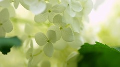 Flowers Plants white flowers