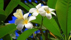 Flowers Plants white flowers plumeria