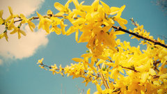 Flowers Plants yellow flowers