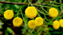 Flowers Plants yellow flowers