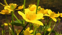 Flowers Plants yellow flowers