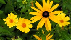 Flowers Plants yellow flowers