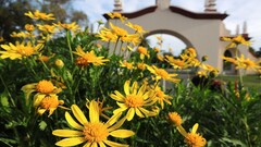 Flowers Plants yellow flowers outdoors