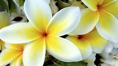 Flowers plumeria